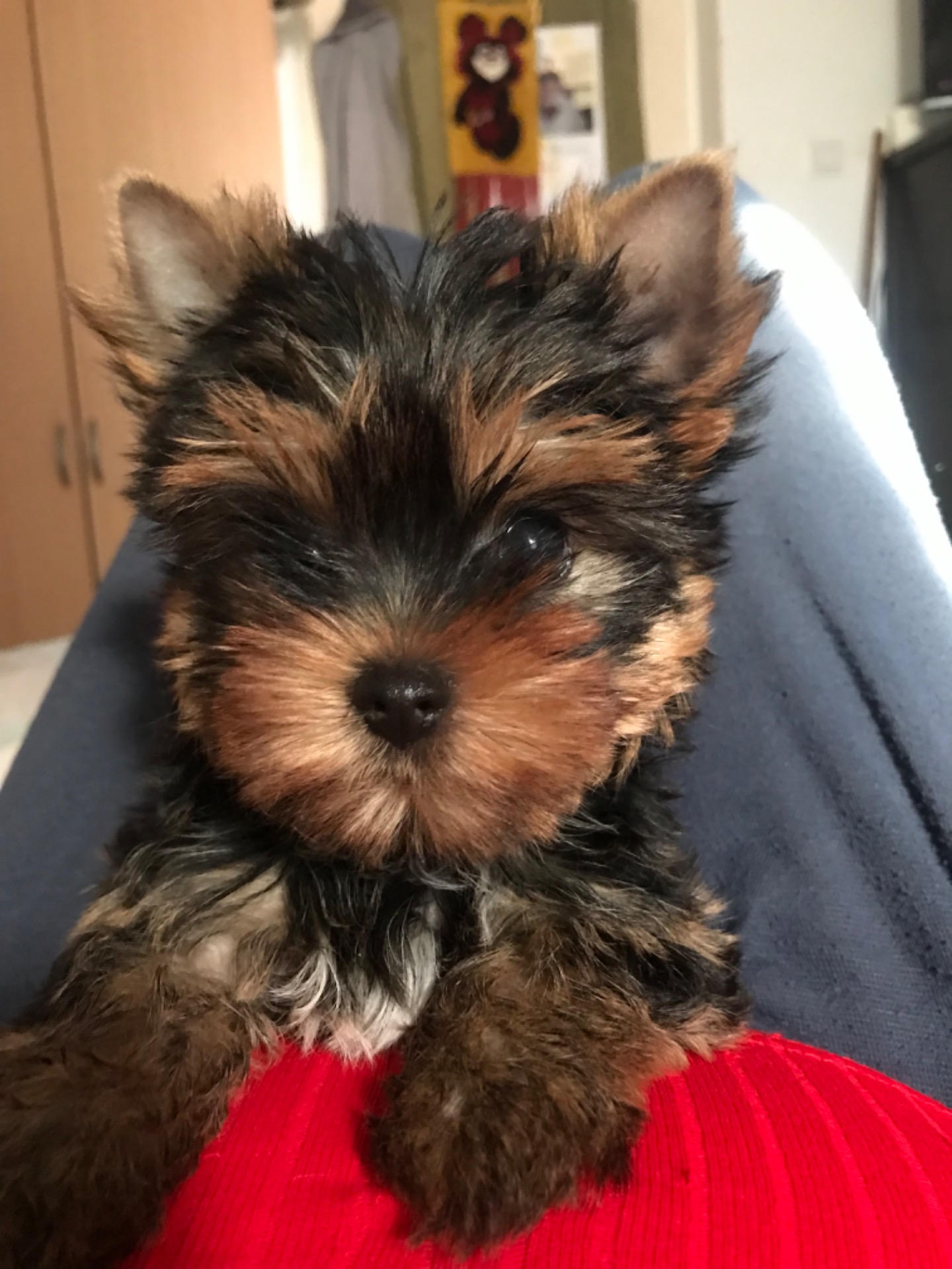 Gabi 🎀 (girl). Szül. 2024.07.29. Gazdis!