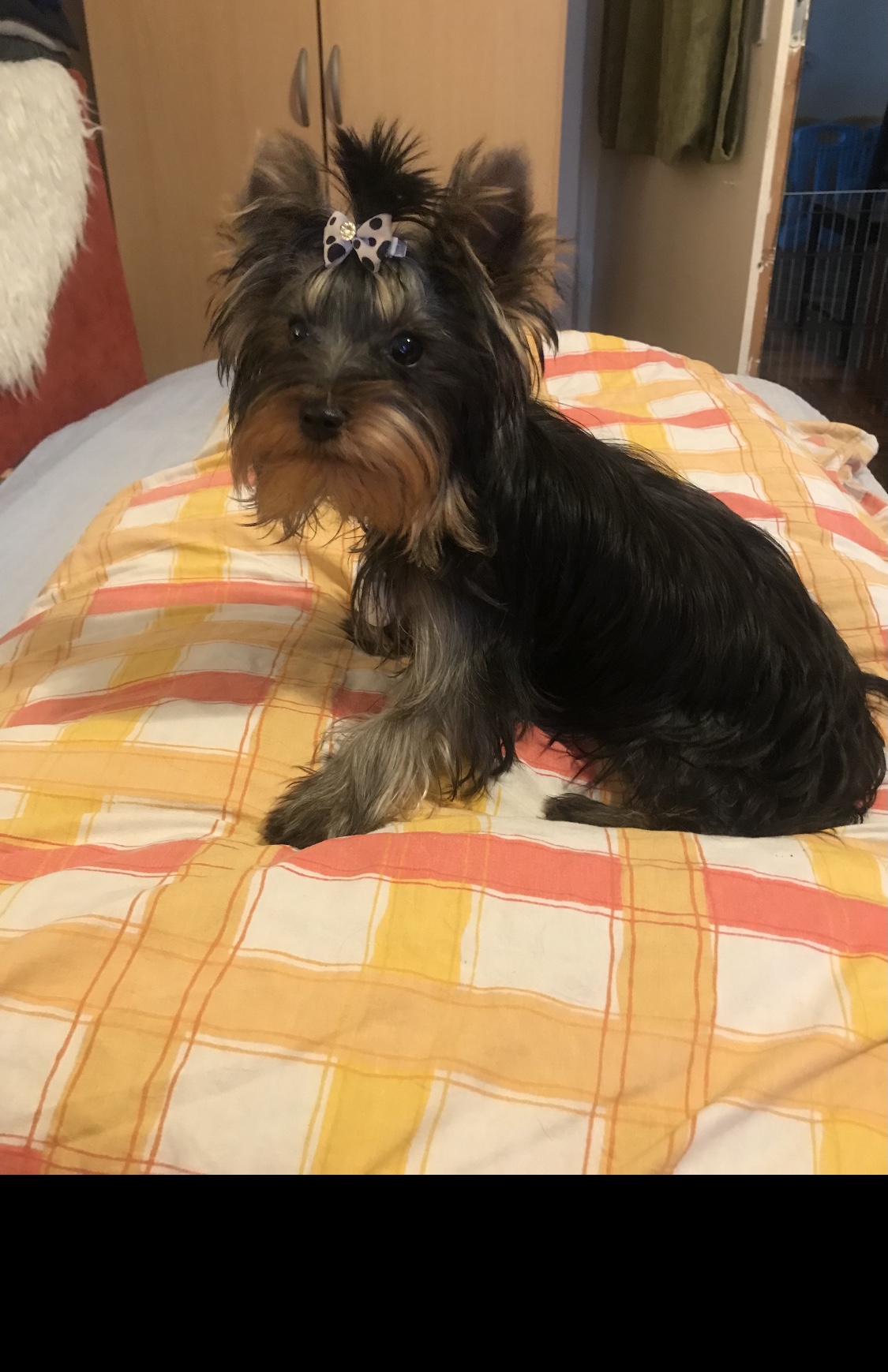 NANO MALE FOR SALE❗️Small, wonderful natured male! Testicles in place, teeth 6/6, alternate/scissor bite, dark steel blue-tan good quality coat. Quiet, non-barking, people-oriented, smart, obedient. NANO dog FCI pedigree parents have a breeding inspection license from Judge MEOESZ and have been screened for Patellar luxation. I recommend this wonderful boy for breeding, or to a responsible owner, for hobby purposes. Born. 2023.12.02. For inquiries: messenger!