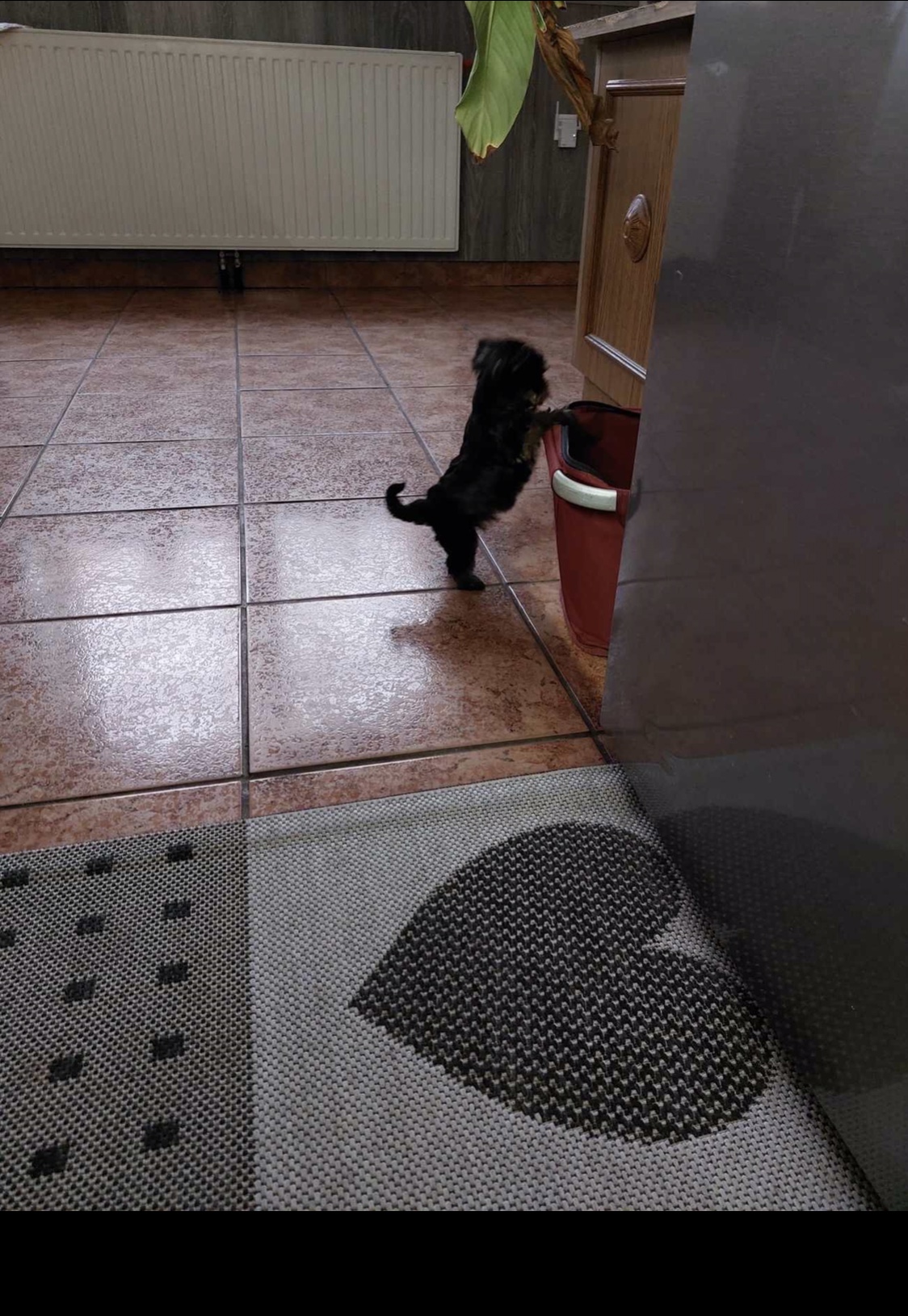 Minny (girl) 🎀 Szül. 2023.12.02. Gazdis!