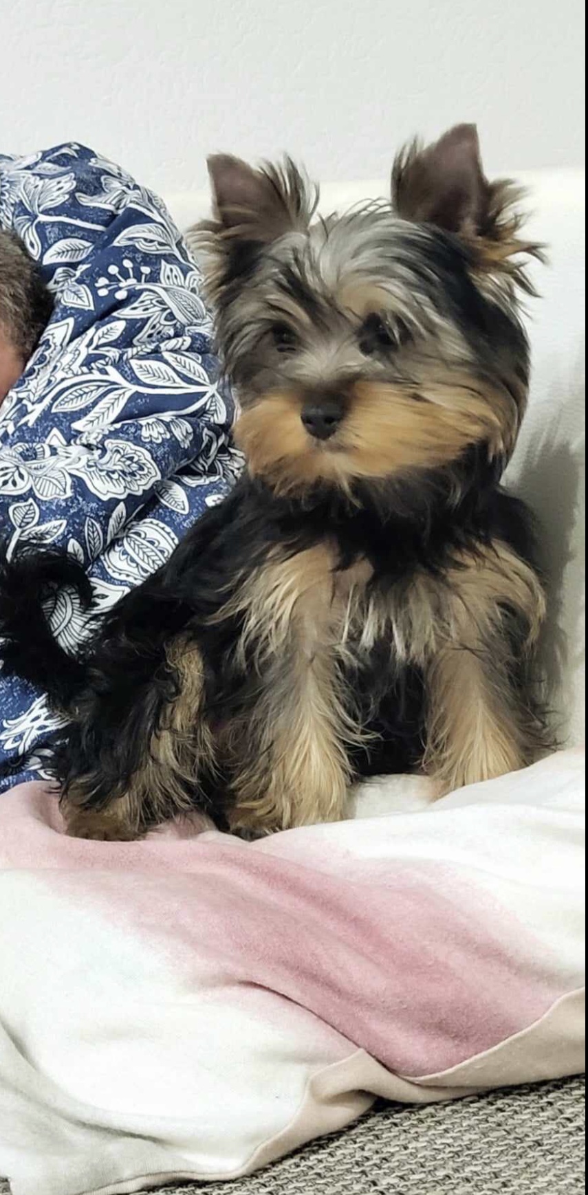 Ibolya (girl)🎀 Szül. 2023.11.23. Gazdis!