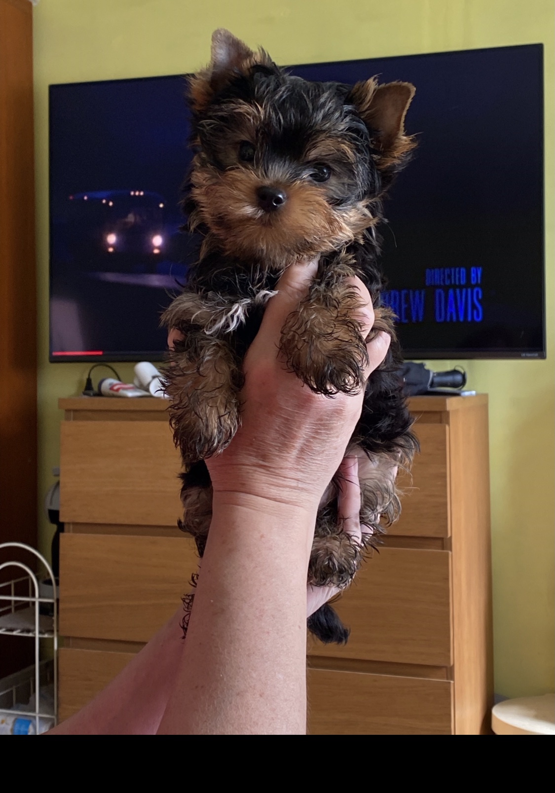 Mini Beni (boy)💙 Szül. 2024.03.09. Gazdis!