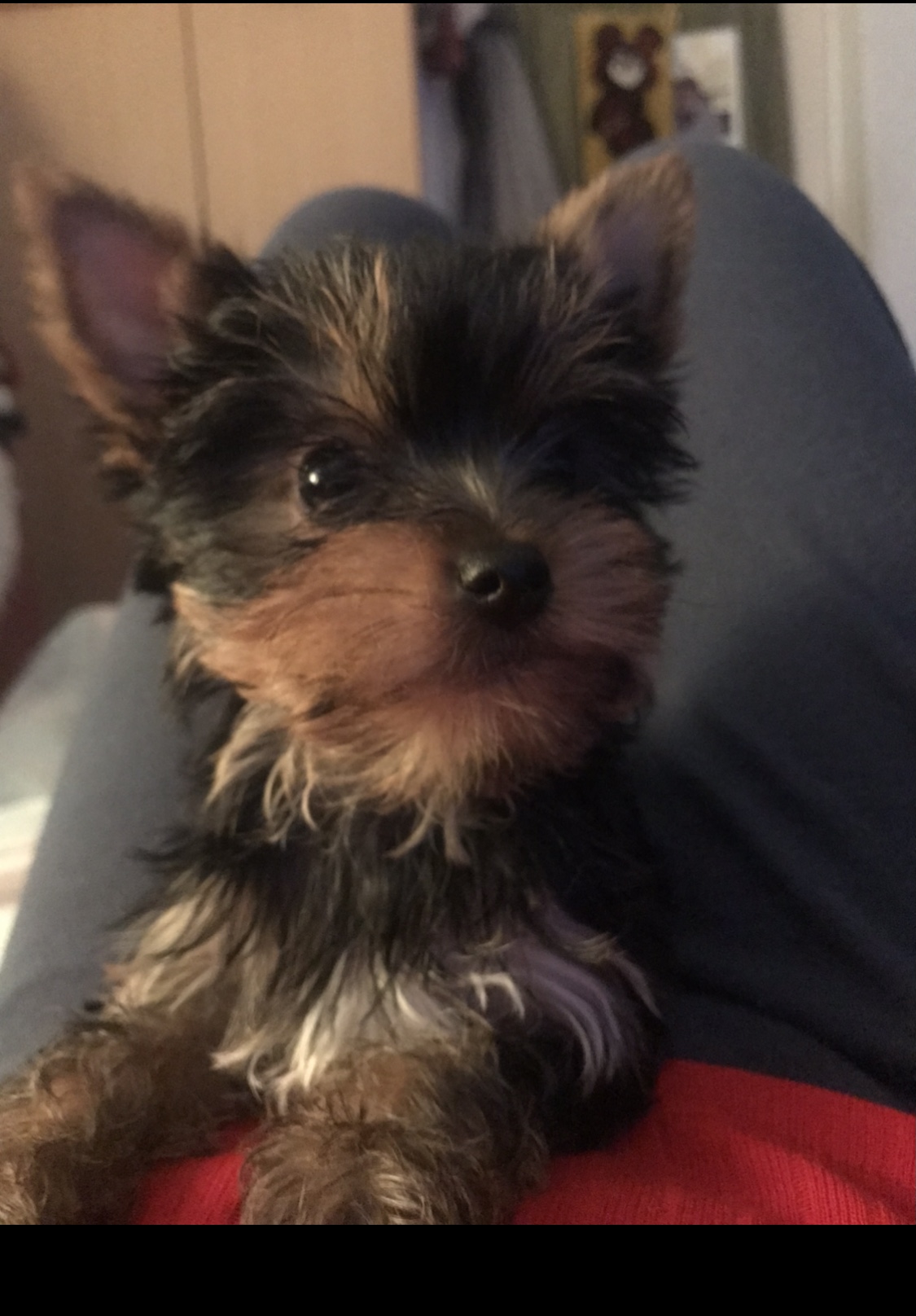 Bella (girl) 🎀 Szül. 2023.11.23. Gazdis!