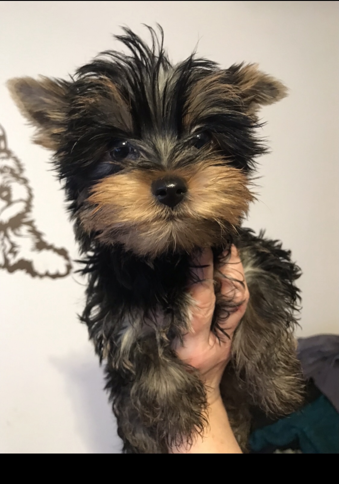 Deci (boy) 💙 Szül. 2023.12.02. Gazdis!