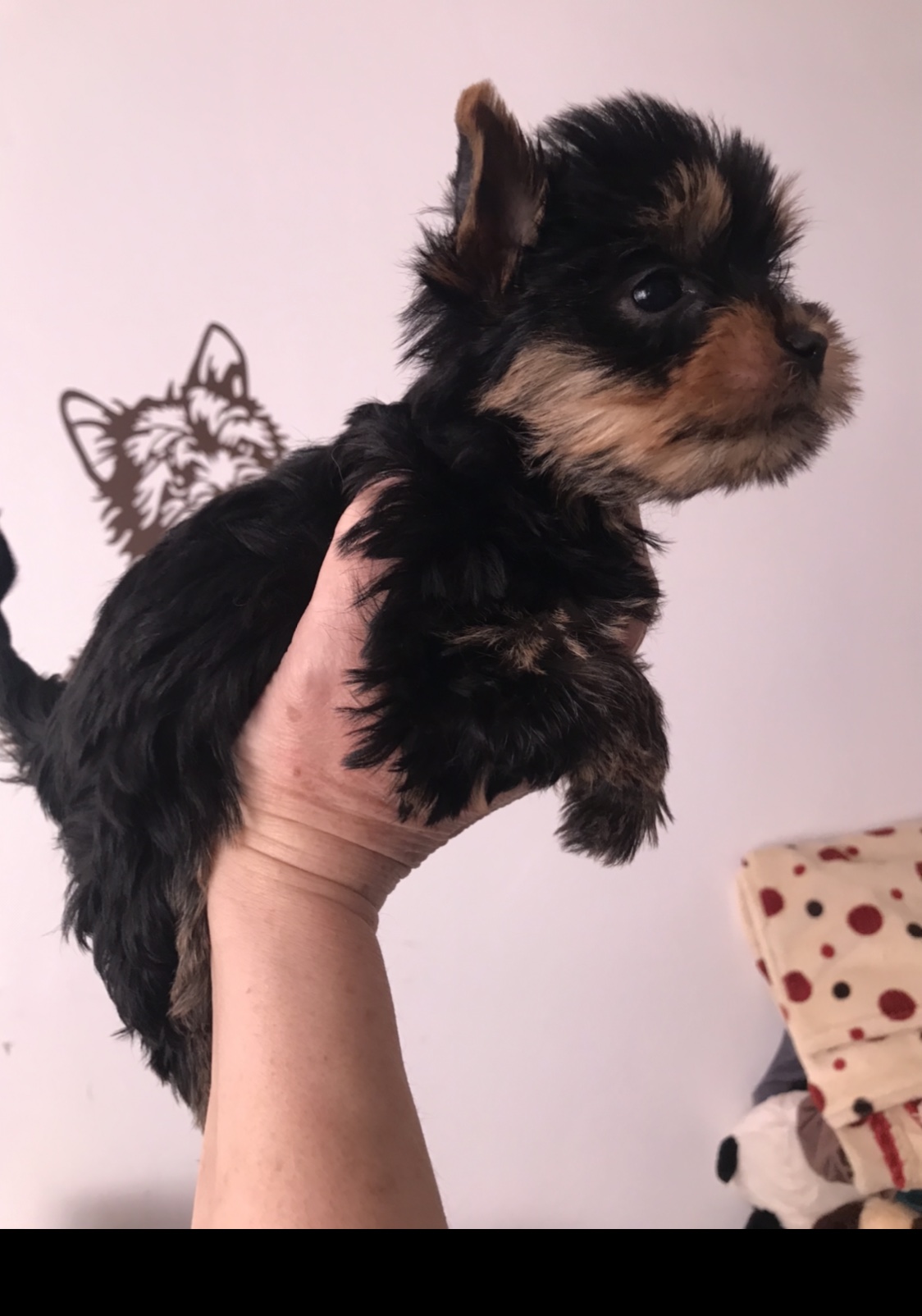 Deci (boy) 💙 Szül. 2023.12.02. Gazdis!