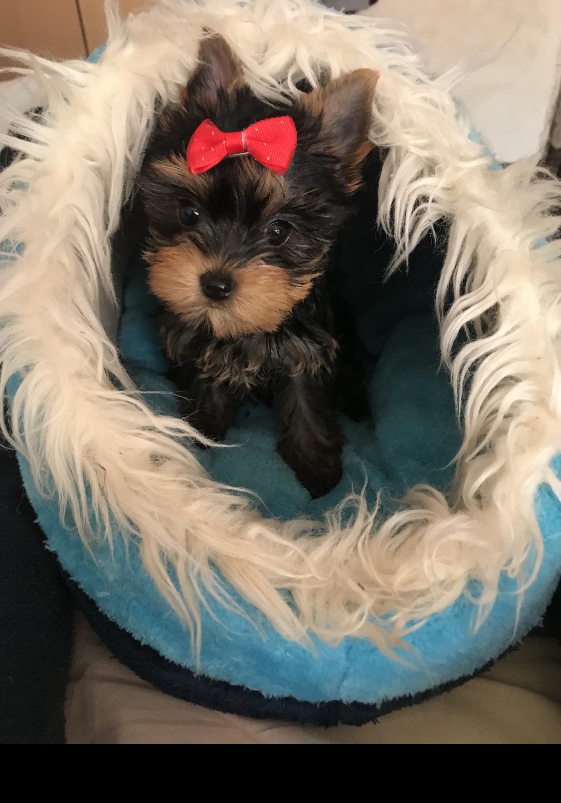 Milli (girl) 🎀 Szül. 2023.12.02. Nem eladó!