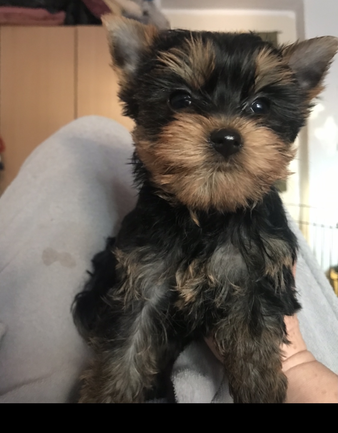 Milli (girl) 🎀 Szül. 2023.12.02. Nem eladó!