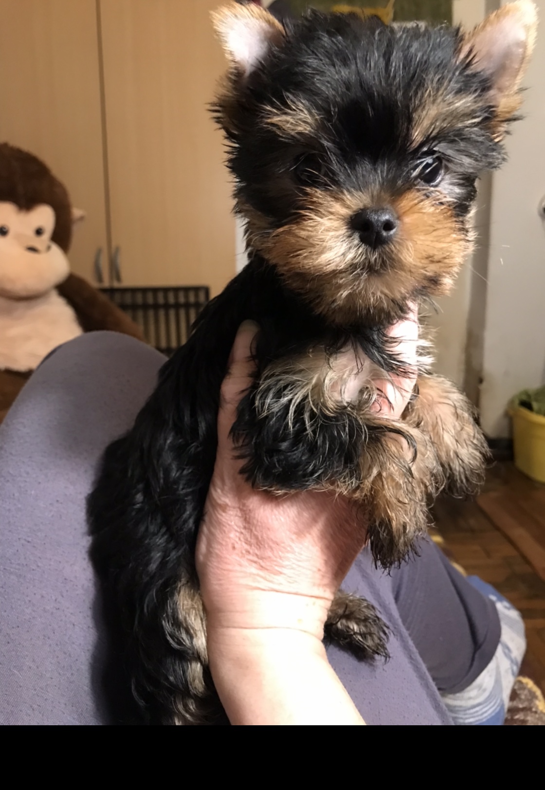 Vilma (girl) 🎀 Szül. 2023.11.28. Nem eladó!