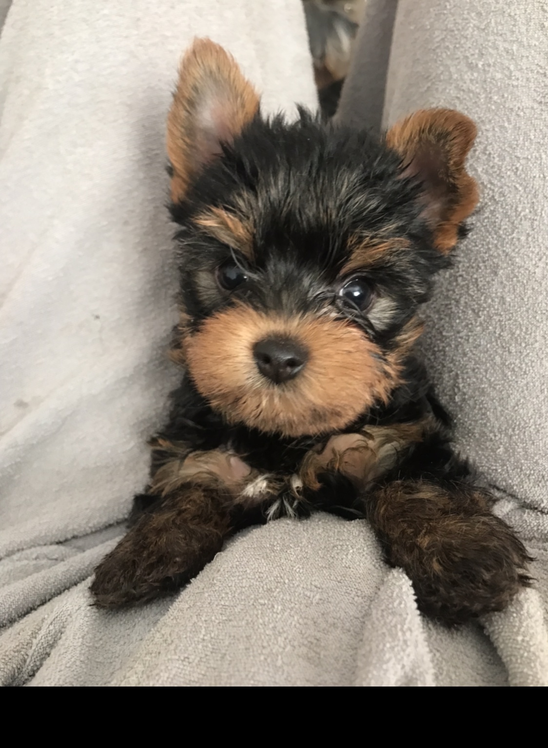 Pulzus (boy) 💙 Szül. 2021.11.30. Gazdis!