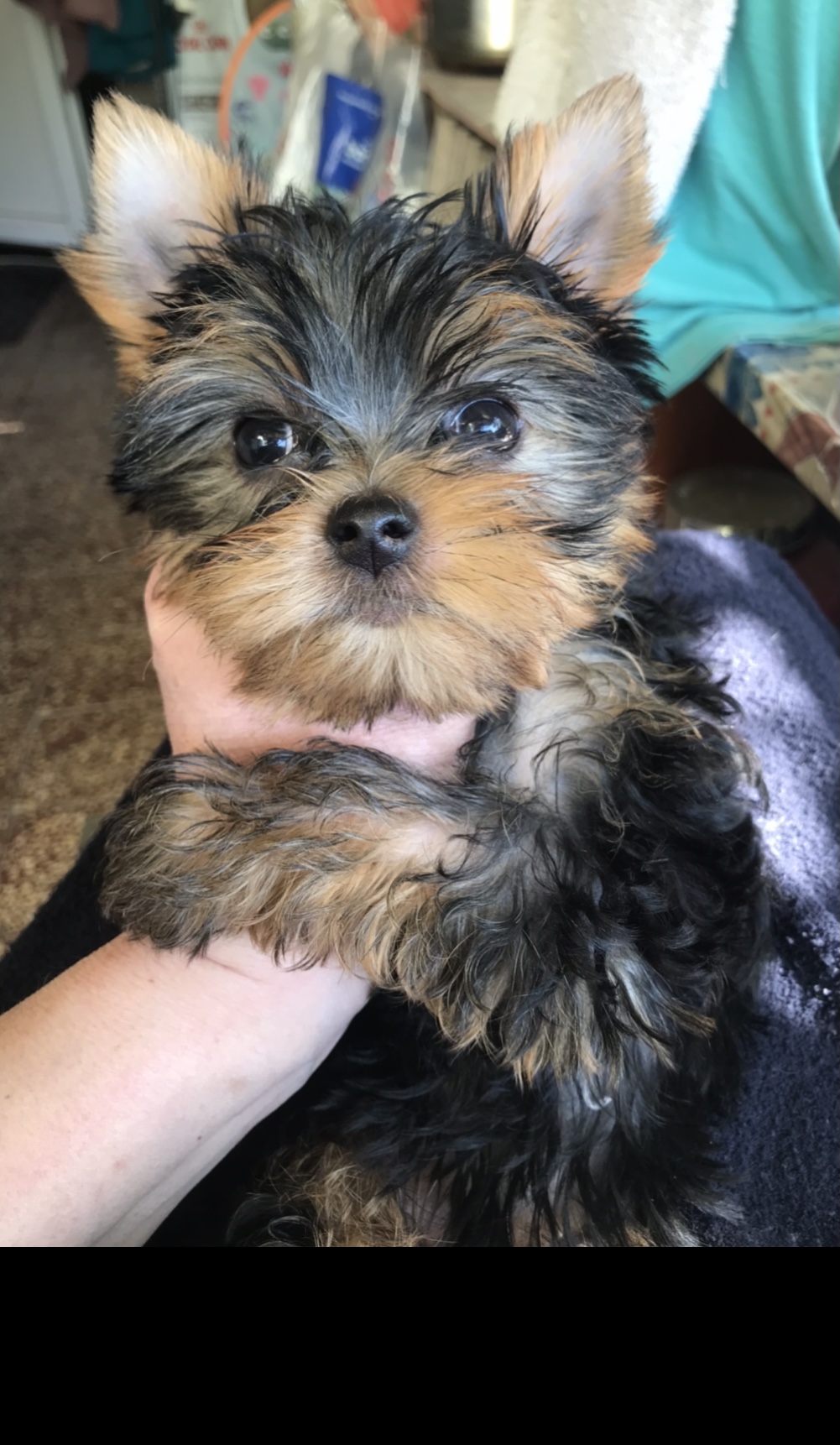 Kelly kislány ELÉRHETŐ 🎀 Available! Traditional Yorkshire Terrier girl! Born: 2025.03.03. Parents have been tested for breeding and patellar luxation! Inquire via messenger! You can find me on Facebook here: https://www.facebook.com/bardocz.melinda. My Facebook profile picture shows a Yorkie!🎀 Kelly 🎀 Elérhető! Tradicionális Yorkshire Terrier kislány! Született: 2025.03.03. Szülők tenyészszemlések és patella ficamra szűrtek!