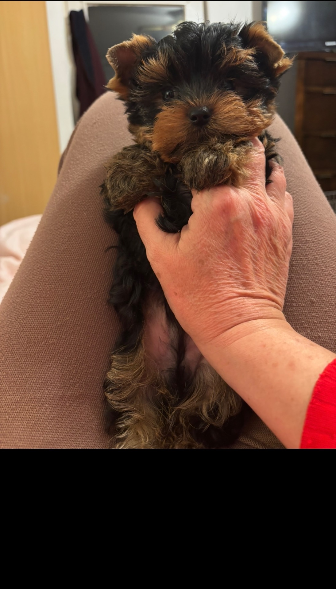 Levi 💙 fiúcska Született: 2025.08.28., Csendes, nyugodt természetű, játékos, bájos fiúcska, kiváló szőrminőséggel, fogak 6/6, tökéletes fogzáródással.  Felnőttkori súlya kb. 2,3 kg lesz. Teljes kölyökkori oltási sorozattal (4 oltás), mikrochippel és FCI törzskönyvvel rendelkezik. Hobby célra, kedvencnek:  450.000 Ft.