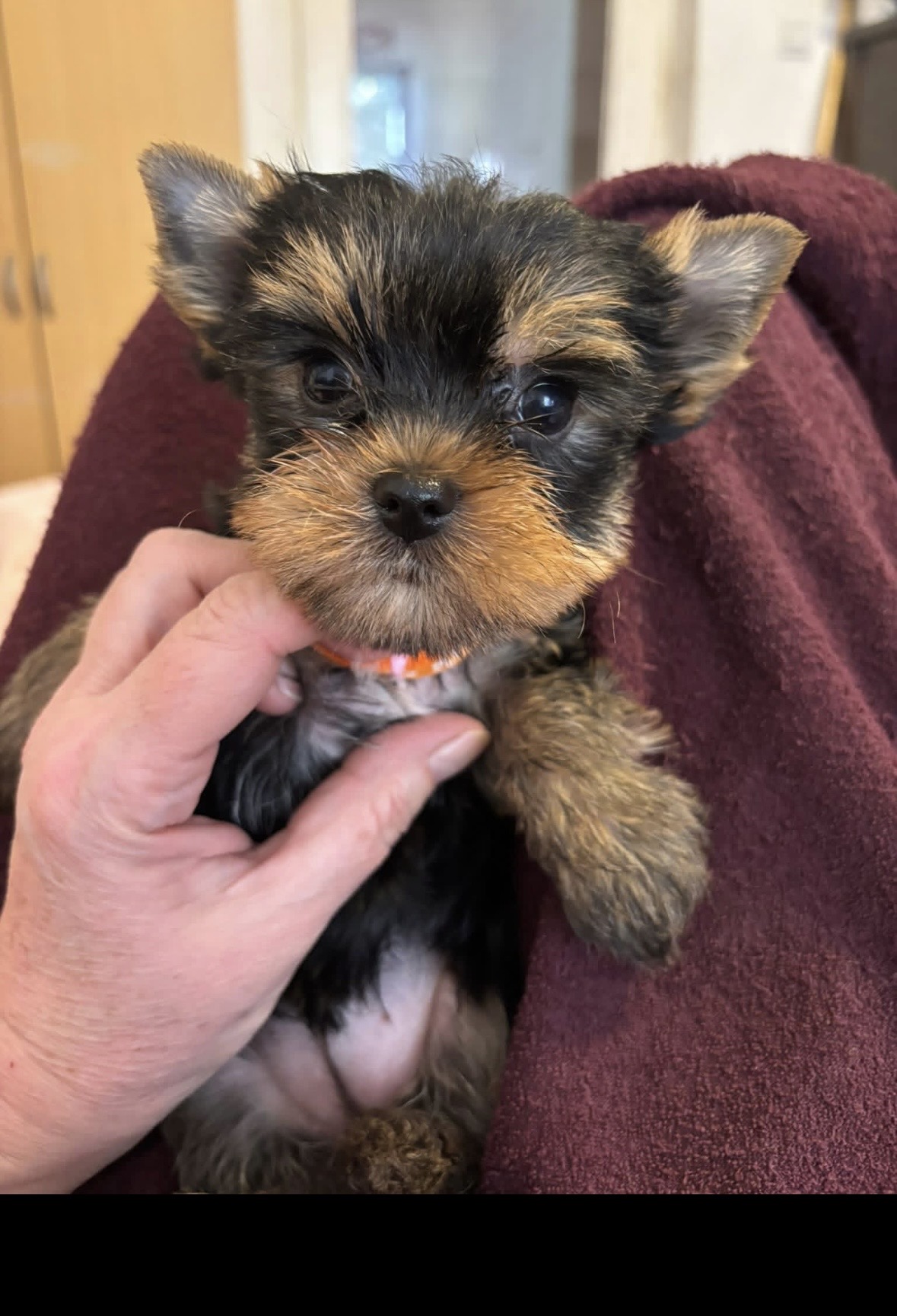 Szidónia 🎀 kislány. GAZDIS. Szül. 2025.09.09.