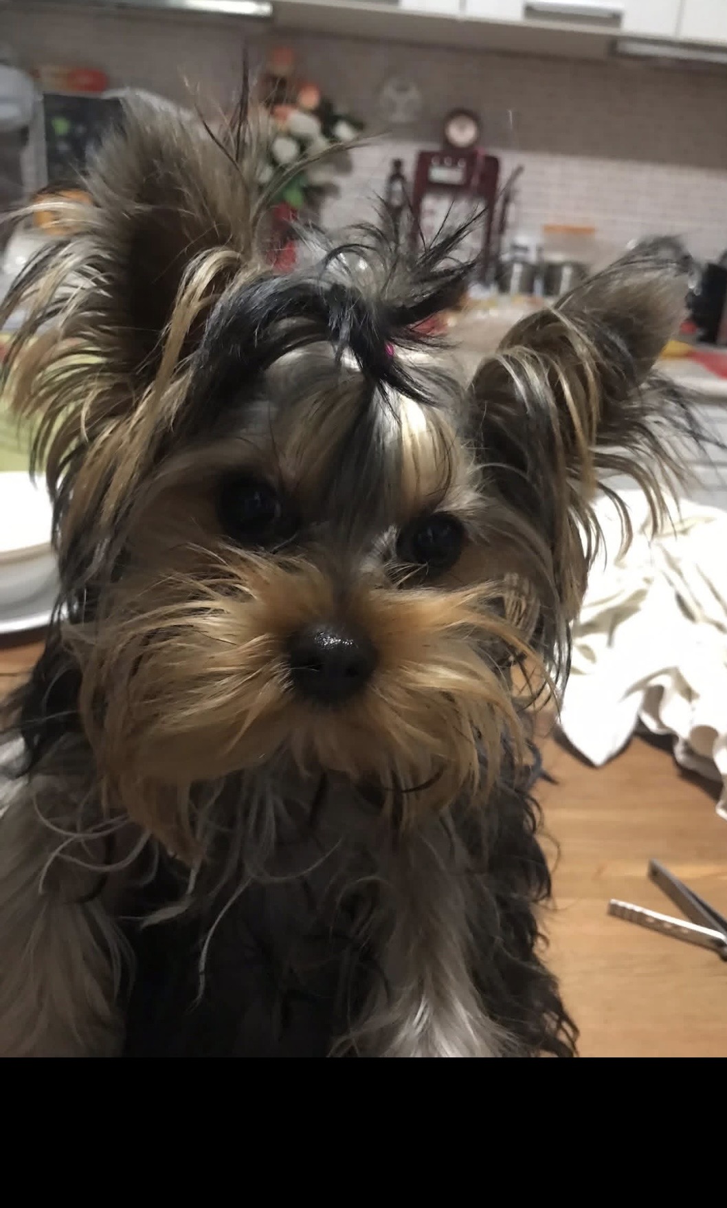 Nicole 🎀 kislány. NEM ELADÓ. Szül. 2025.03.08.