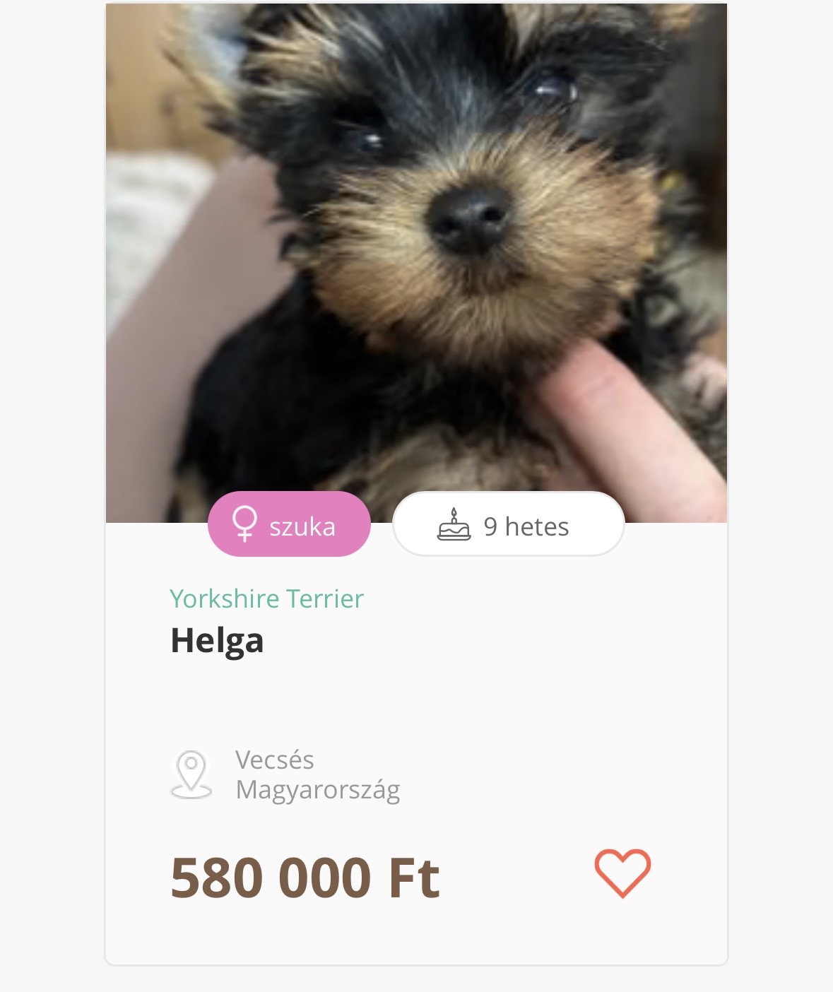 Helga🎀 Born: 2025.11.15. Kind, playful, charming little girl, with correct bite. He is raised/socialized in my own private room. At the time of handover he has: age-appropriate vaccinations, microchip, dewormed every two weeks, FCI/MEOESZ pedigree, housetrained, starter food package, contract, health guarantee. Parents have a breeding certificate and are screened for Patellar Dislocation. Helga's price: 1570€